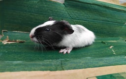 Guinea Pig rodents for sale: Baby Sows. Swiss, Self and Dalmation. - Image 7