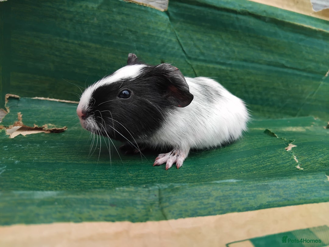 Guinea Pig rodents for sale: Baby Sows. Swiss, Self and Dalmation. - Image 7