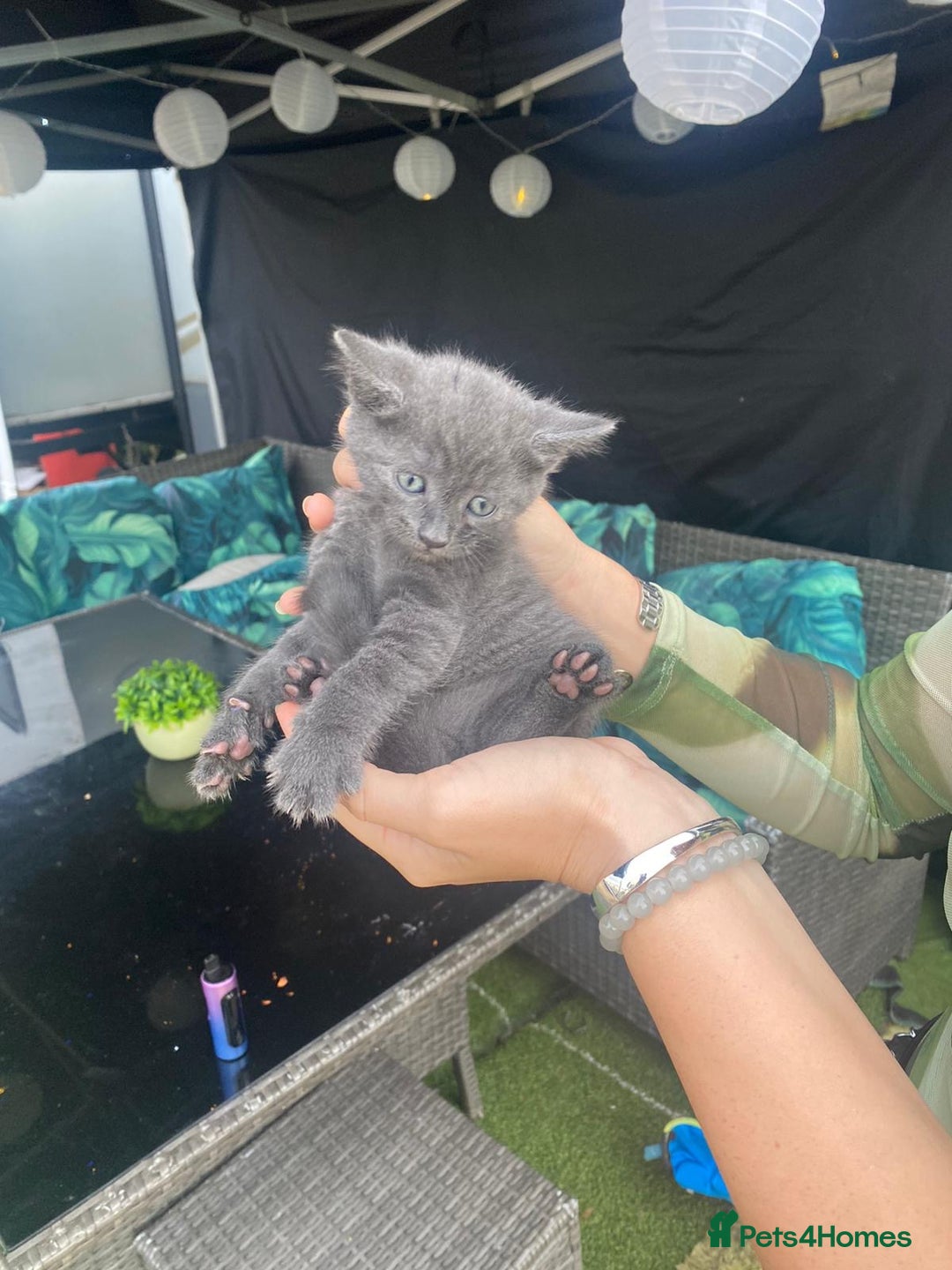 Russian Blue cats for sale: Russian blue kittens  - Image 5