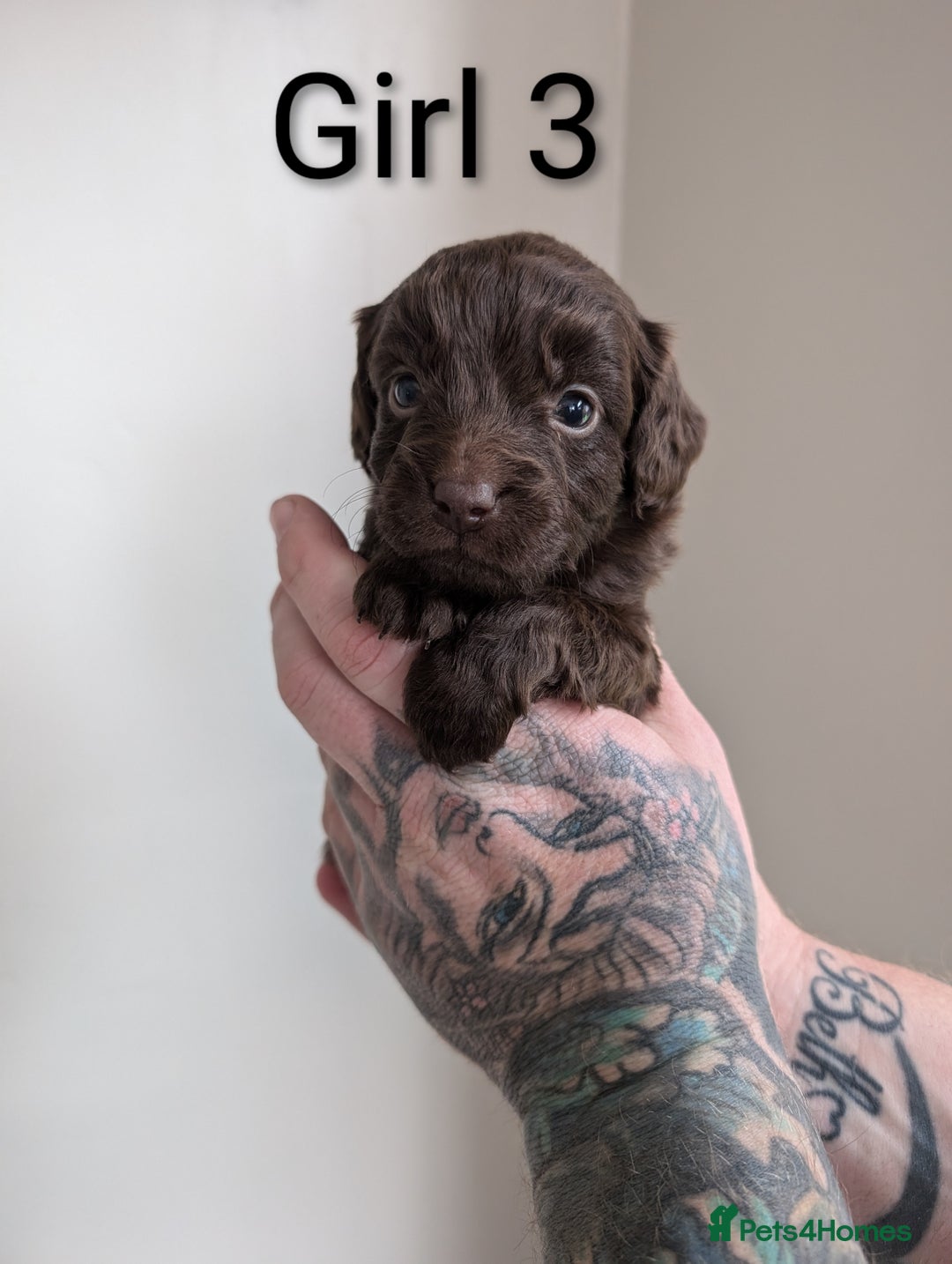 Cockapoo dogs for sale: Toy cocker poo f2 pups - Image 14