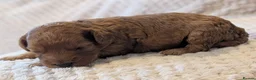 Cavapoo dogs for sale: Stunning extensively health tested Cavapoos in Portsmouth - Advert 27