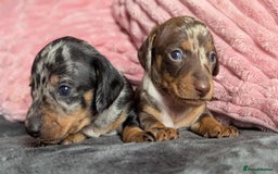 Miniature Dachshund dogs for sale: Beautiful KC miniature dachshund puppies - Image 3