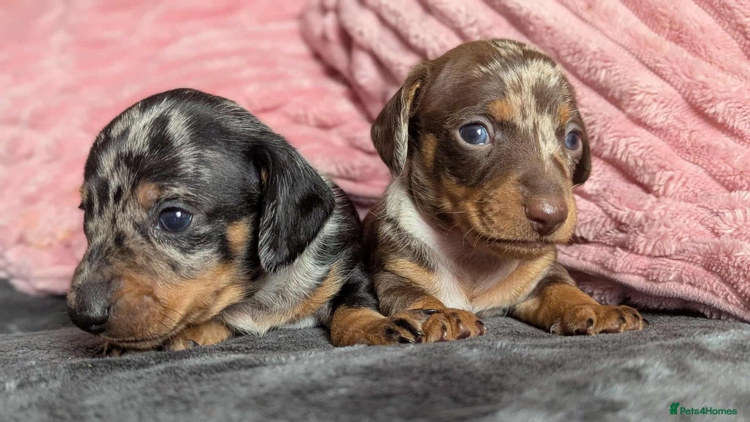 Miniature Dachshund dogs for sale: Beautiful KC miniature dachshund puppies - Image 3