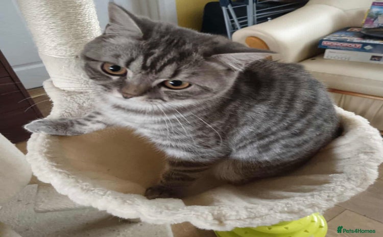 British Shorthair cats - Advert 1