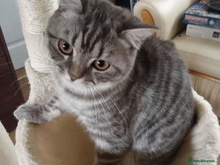 British Shorthair cats for sale - Advert 1
