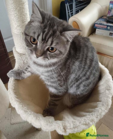 British Shorthair cats - Advert 1