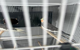 Cockatiels birds for sale: Cocktail for sale - Image 6