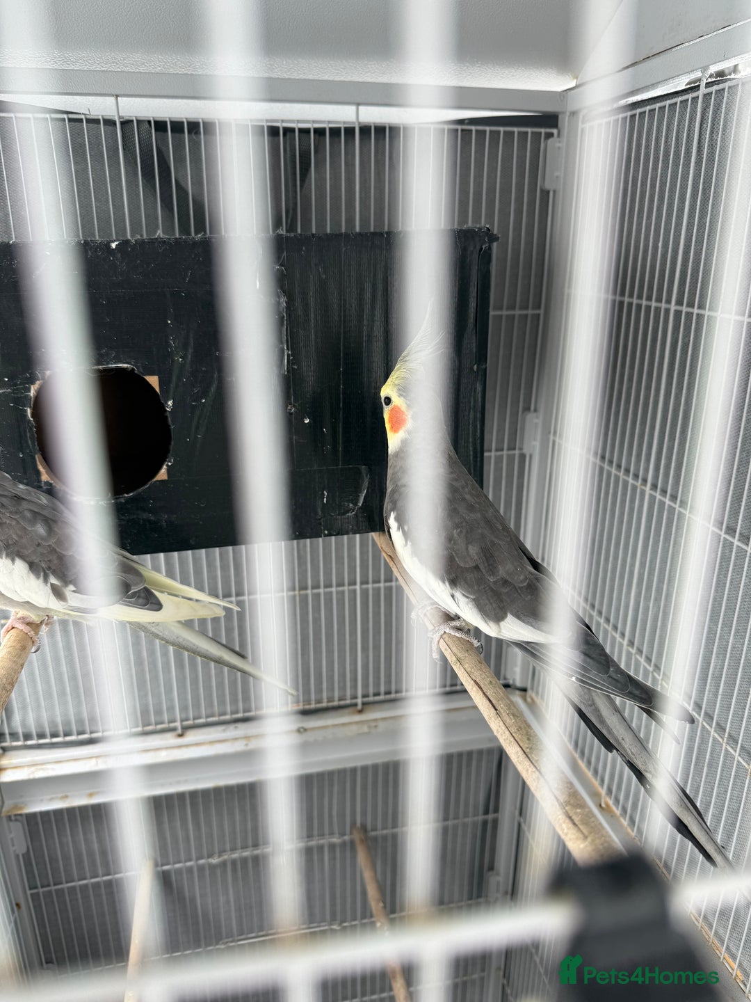 Cockatiels birds for sale: Cocktail for sale - Image 6