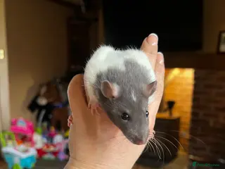 Rat rodents Dumbo x rat for sale - Advert 15