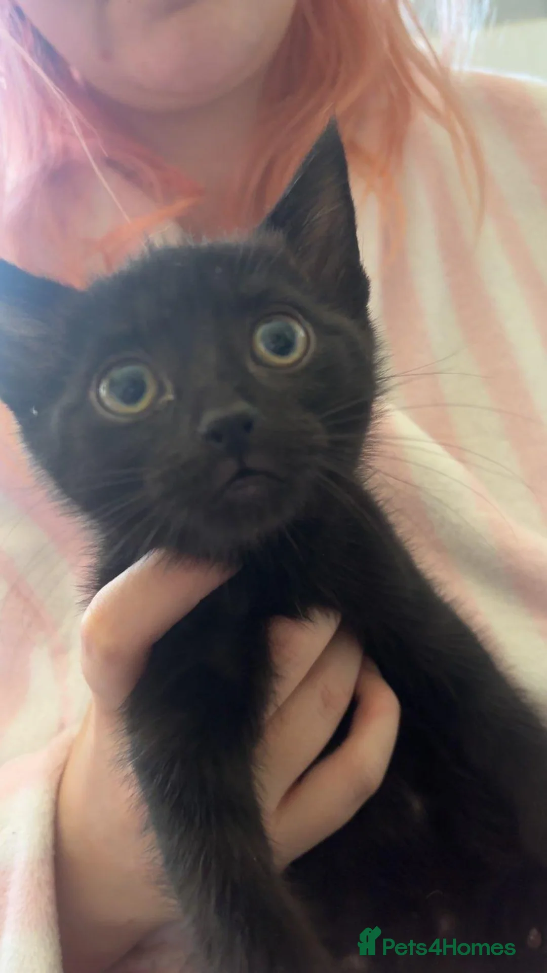 Mixed Breed cats for sale: One male and one female kitten - Advert 2