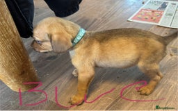 Mixed Breed dogs for sale: Dogue de bordeaux cross spaniel - Image 11