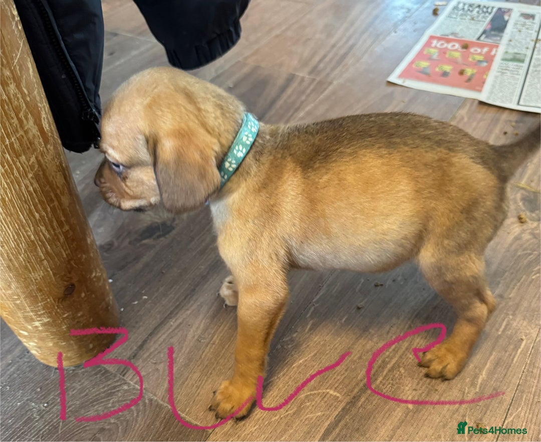 Mixed Breed dogs for sale: Dogue de bordeaux cross spaniel - Image 11