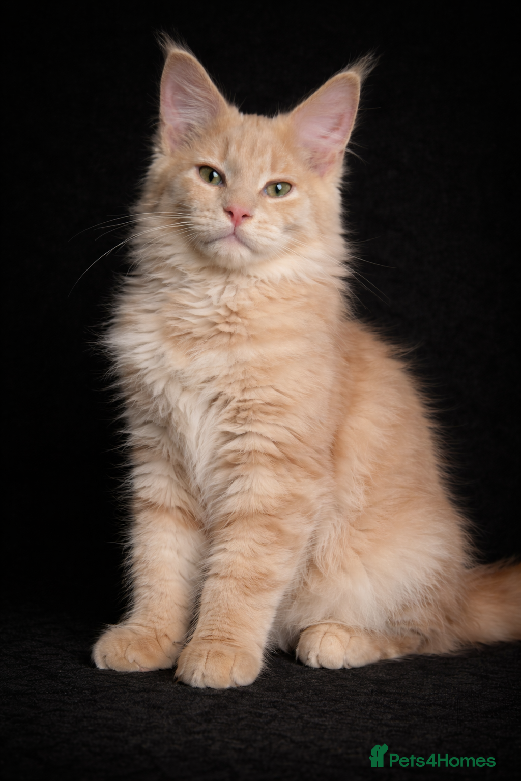 Maine Coon cats STUNNING CREAM BOY  - Advert 19