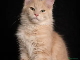 Maine Coon cats STUNNING CREAM BOY - Advert 19
