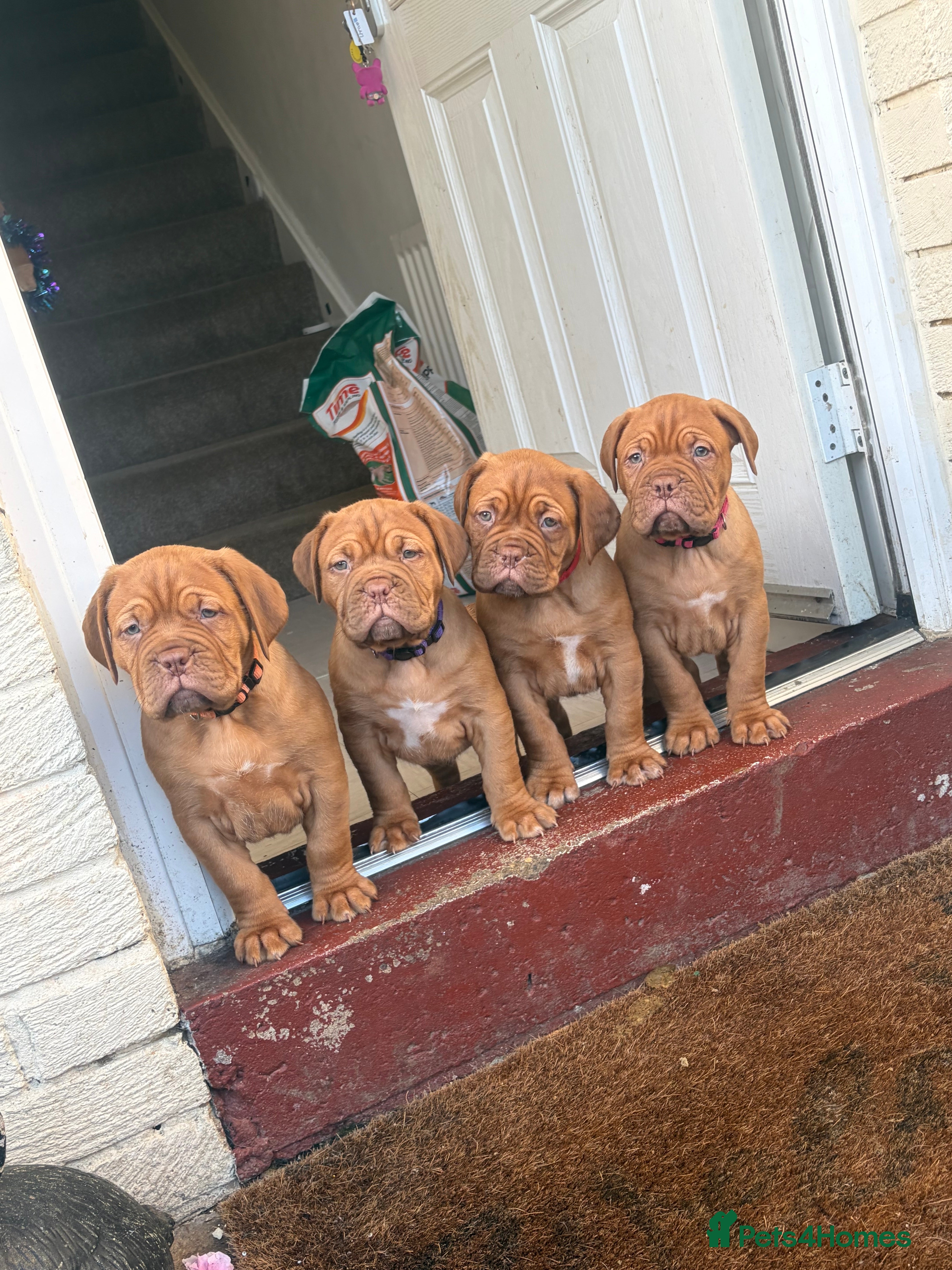 Dogue De Bordeaux dogs 2 BITCHES!LEFTFULL PEDIGREE 🦁 dogue de Bordeaux  - Advert 10