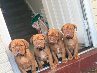 Dogue De Bordeaux dogs 2 BITCHES!LEFTFULL PEDIGREE 🦁 dogue de Bordeaux - Advert 2
