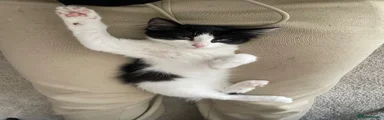 Kitty 1 