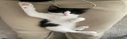 Domestic Shorthair cats for sale: Three tuxes up for grabs :) - Advert 14