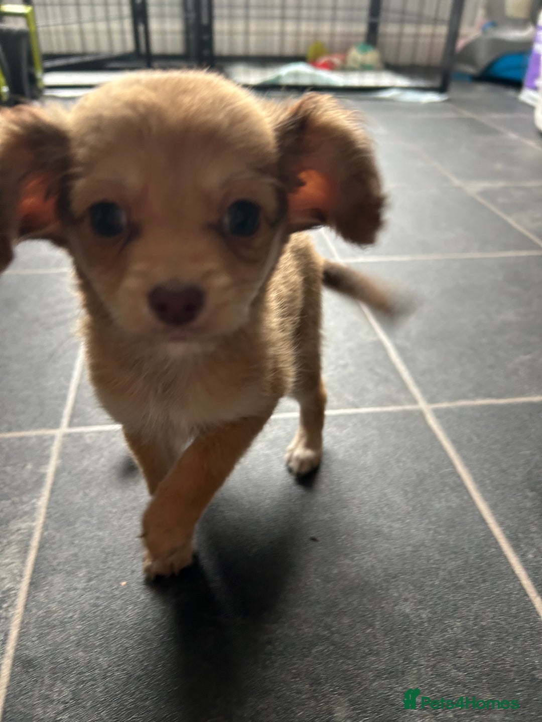 Chipoo dogs for sale: F1b Chipoo last girl  - Image 7