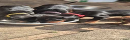 Dobermann dogs for sale: Dobermans Ready to Go. - Advert 9