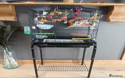 Budgerigars birds for sale: English exhibition budgie for sale - Image 7