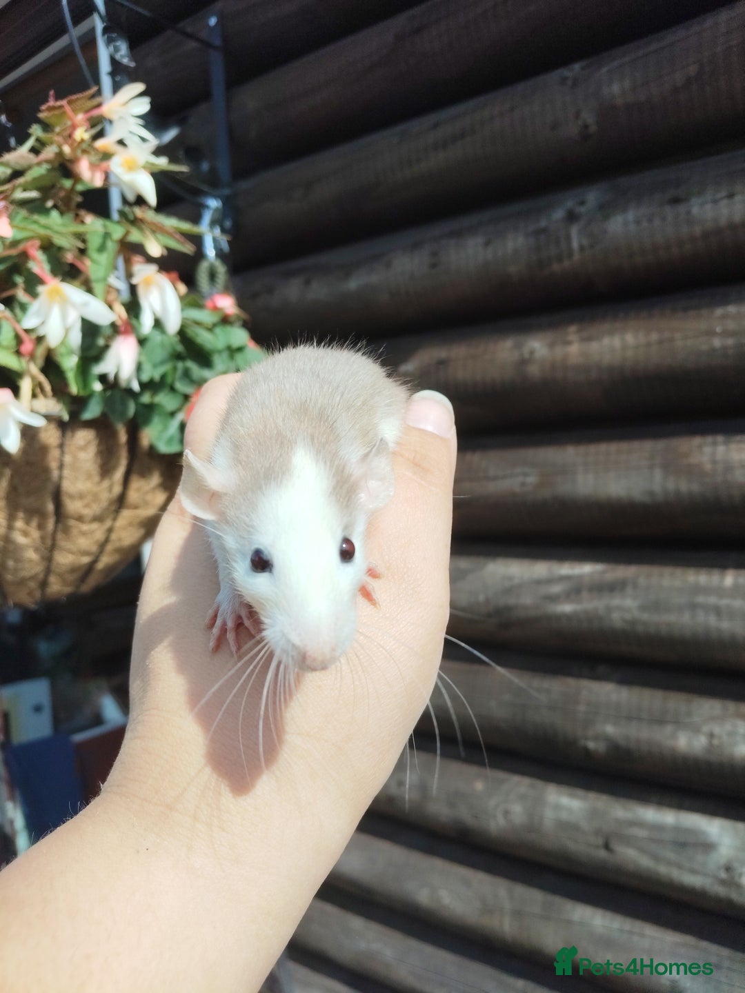 Rat rodents for sale: Beautiful baby rats dumbos smooth and rex  - Image 10