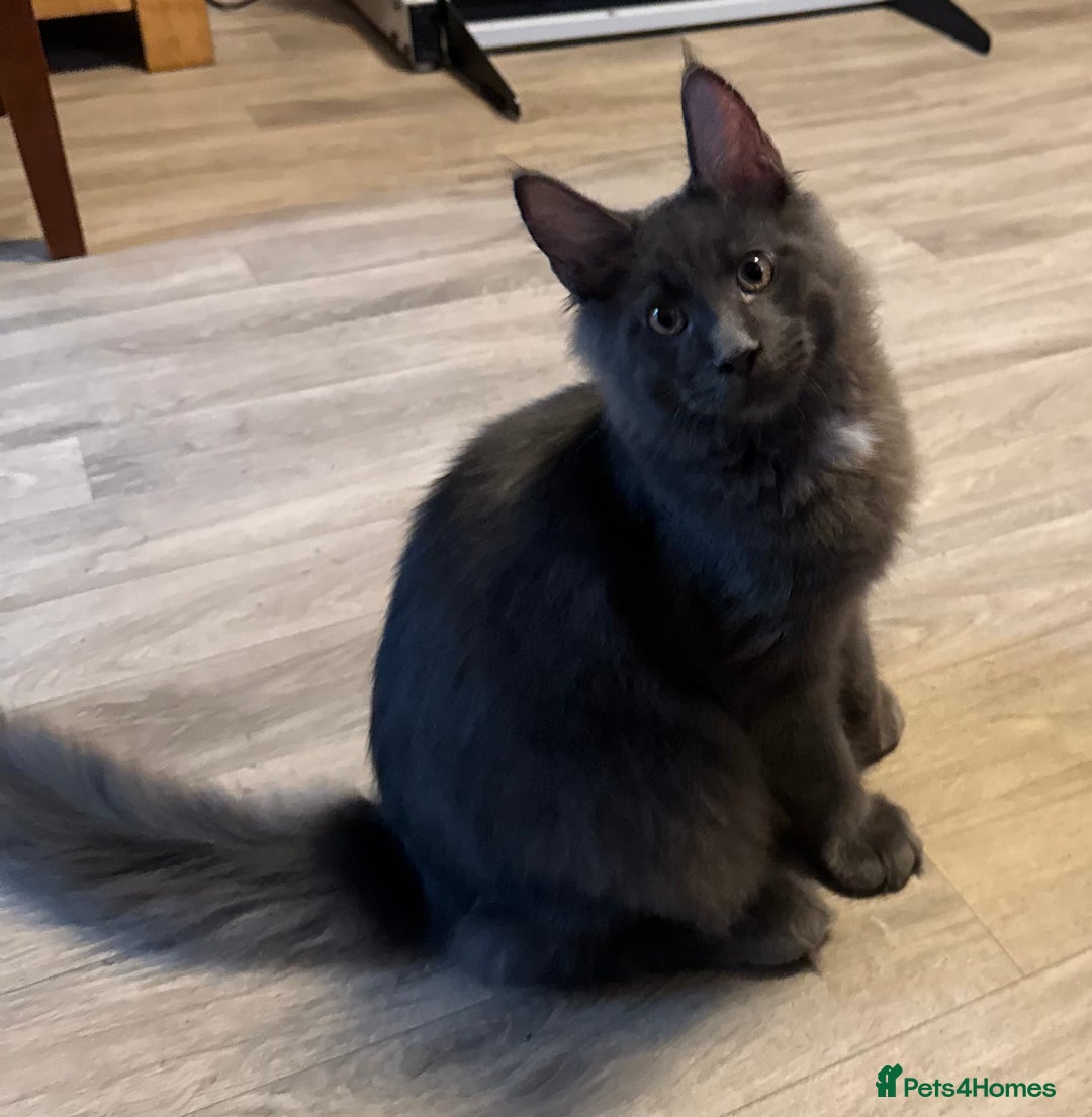 Maine Coon cats for sale: 2 Large Tica Maine Coon Kittens - Image 8