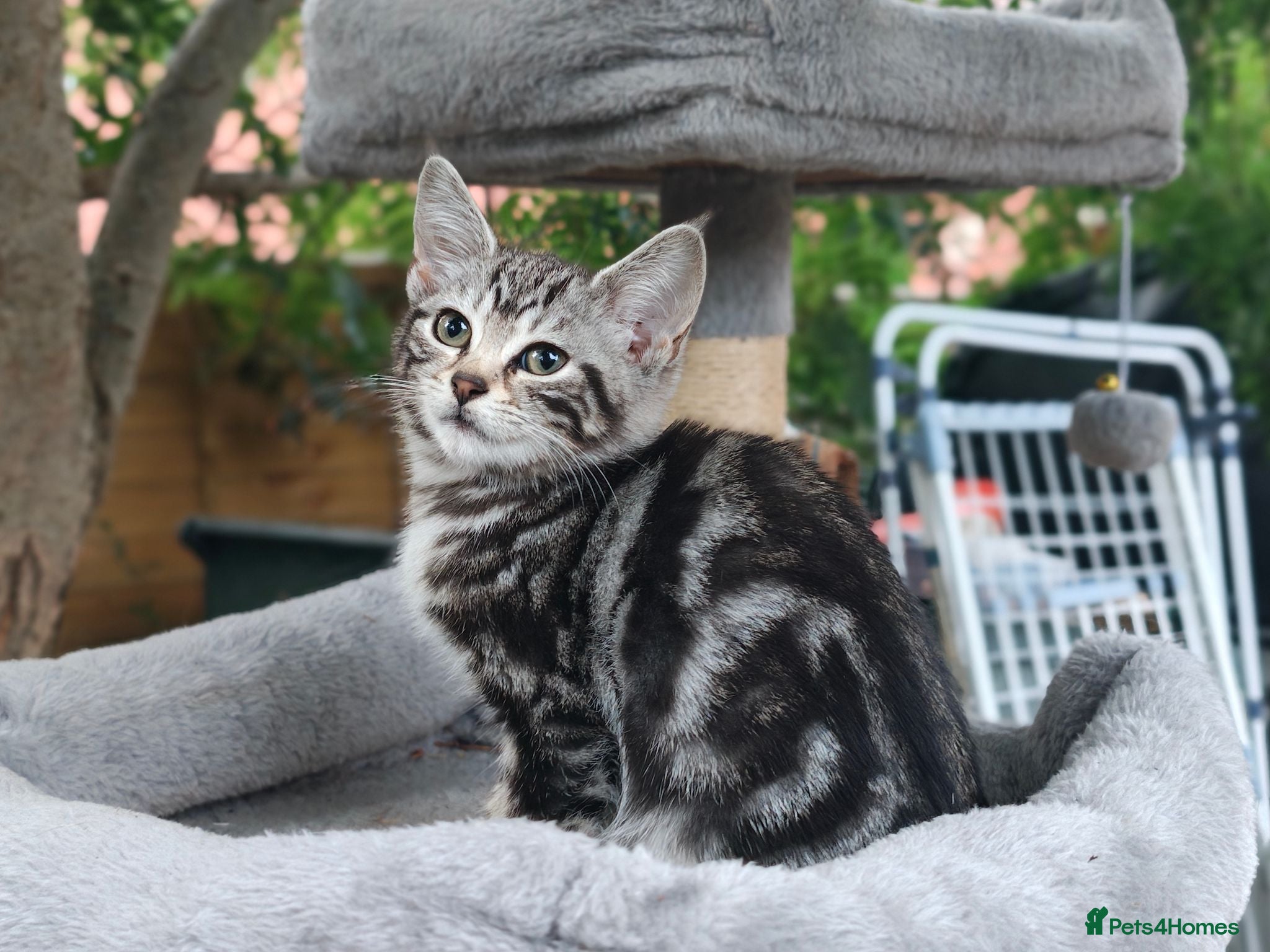 Mixed Breed cats Bengal Marble & British Shorthair  - Advert 2