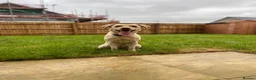 Labrador Retriever dogs for sale: Labrador Retriever  in Chippenham - Advert 2