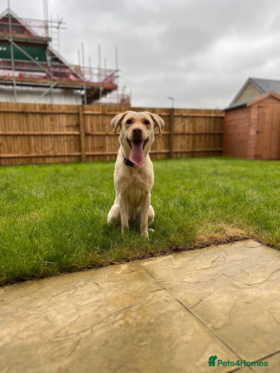 Labrador Retriever dogs for sale: Labrador Retriever  in Chippenham - Advert 2