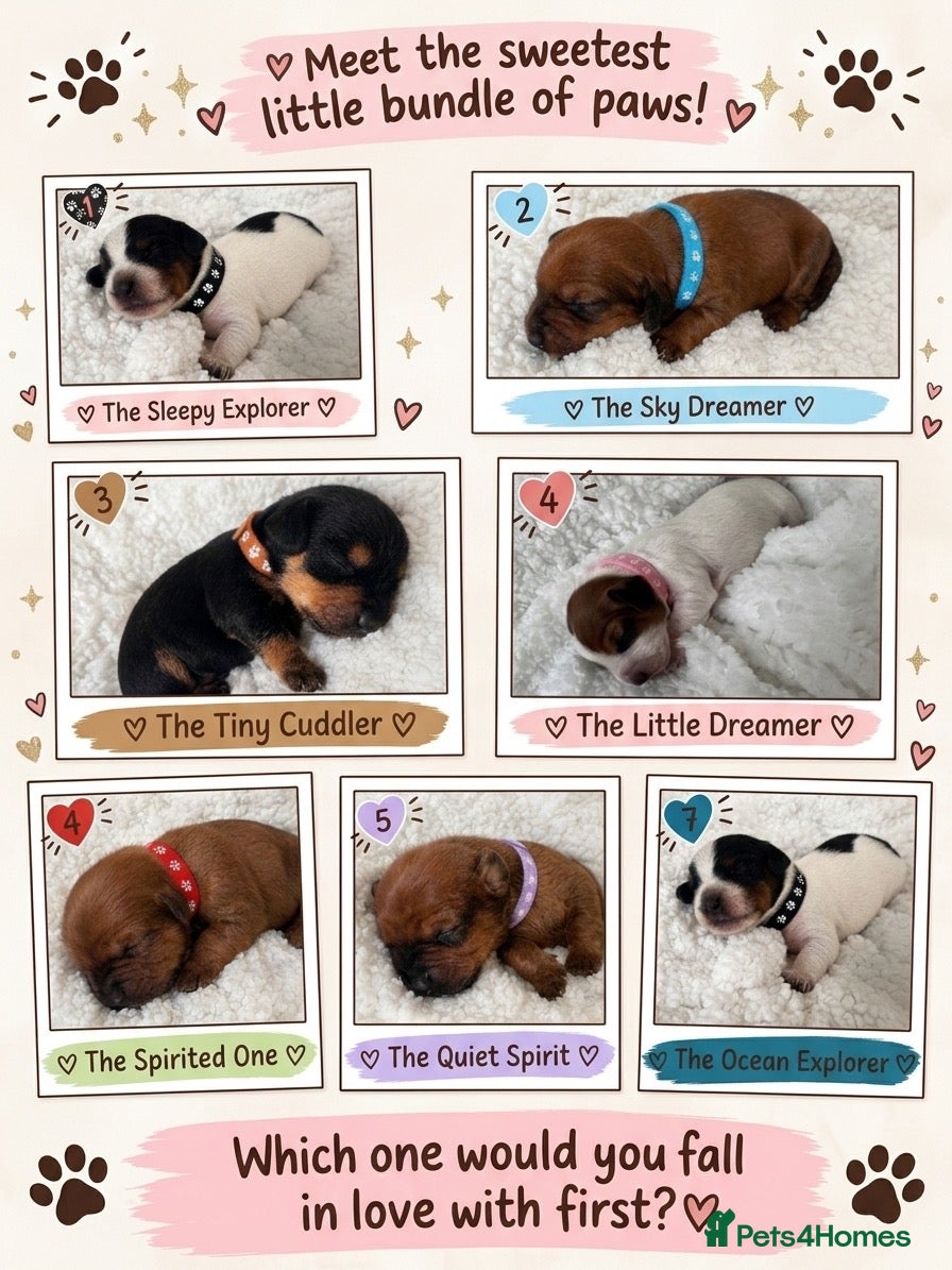 Mixed Breed dogs Doxipoo’s  - Advert 4