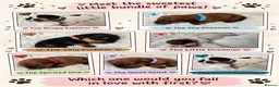 Mixed Breed dogs for sale: Doxipoo’s  - Advert 1