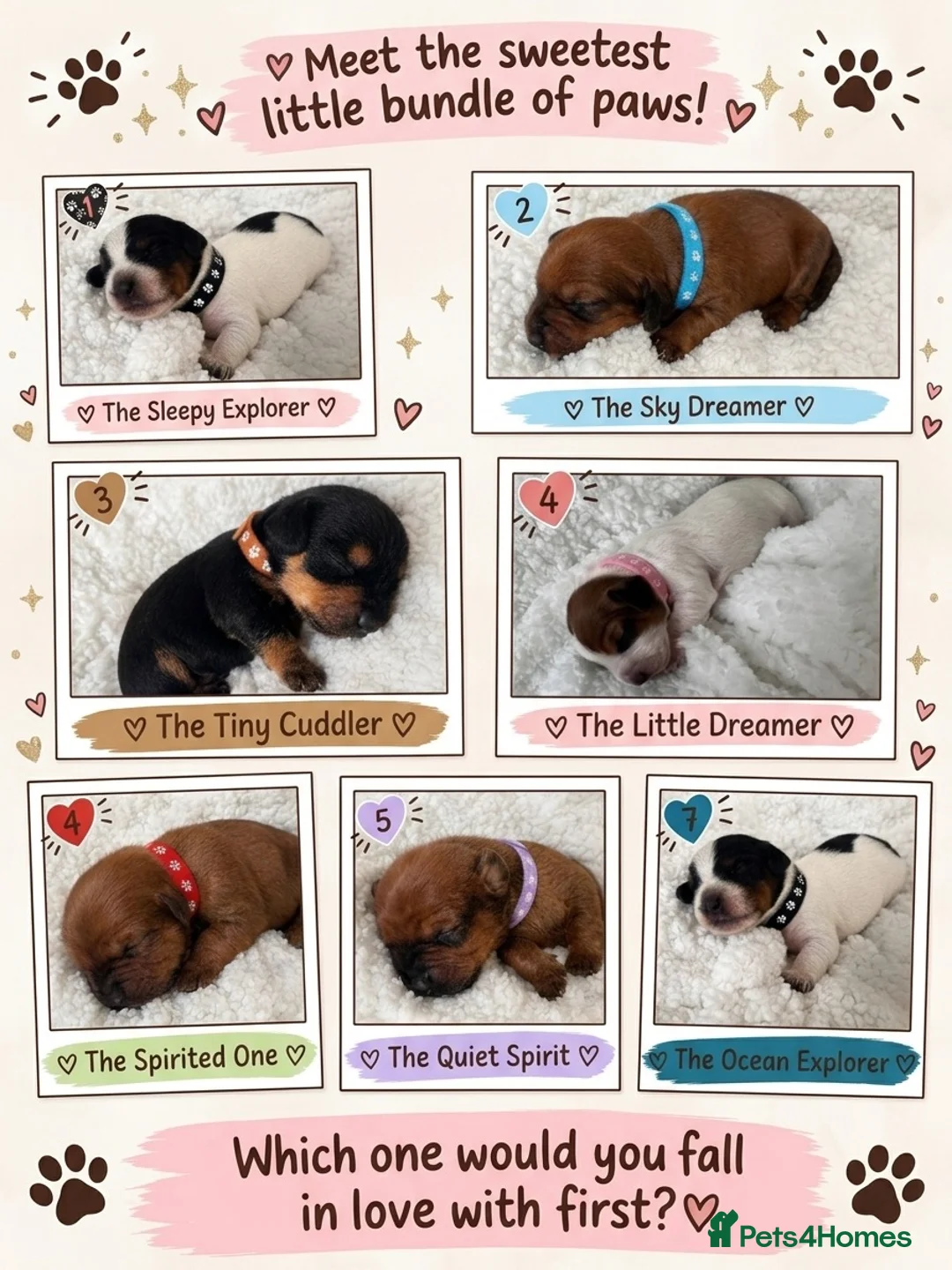 Mixed Breed dogs for sale: Doxipoo’s  - Advert 1