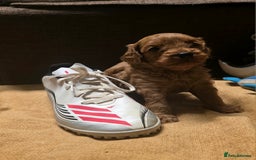 Cavapoo dogs for sale: Ready now Extensively tested f1 cavapoo puppies - Image 10