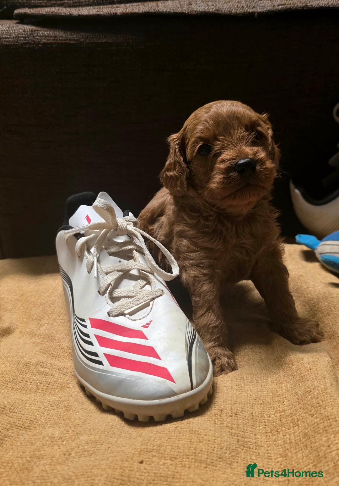 Cavapoo dogs for sale: Ready now Extensively tested f1 cavapoo puppies - Image 10
