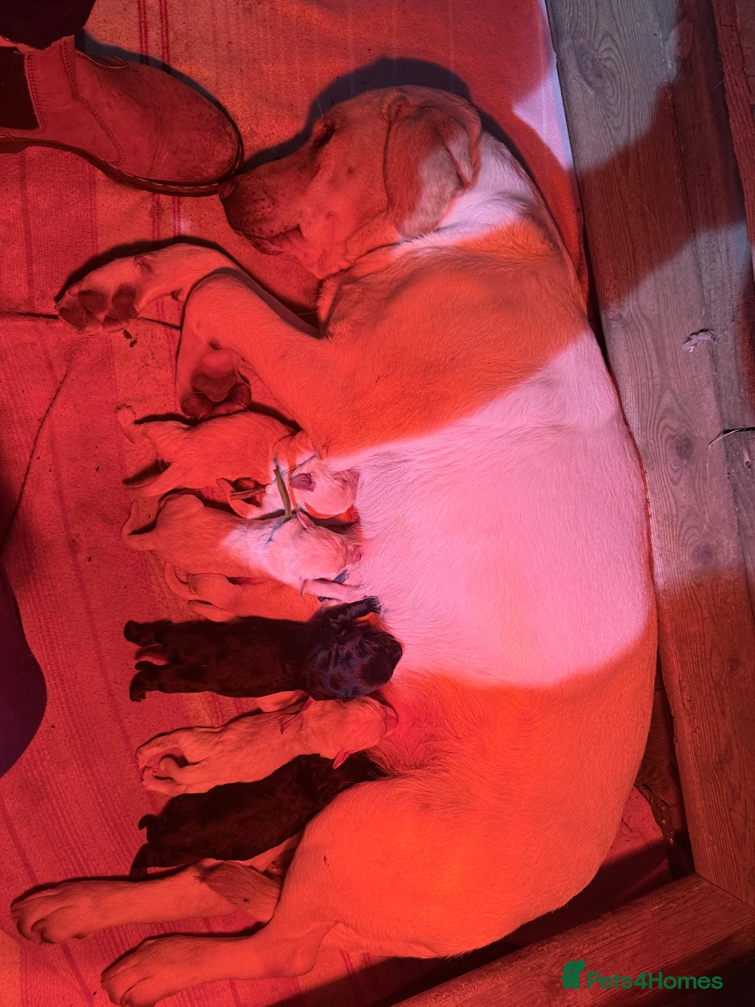 Labrador Retriever dogs for sale: Labrador puppies in Neath - Advert 2