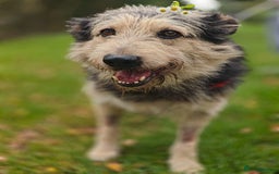 Mixed Breed dogs for adoption: 💙🐶 THEO 🐶💙 - Image 13