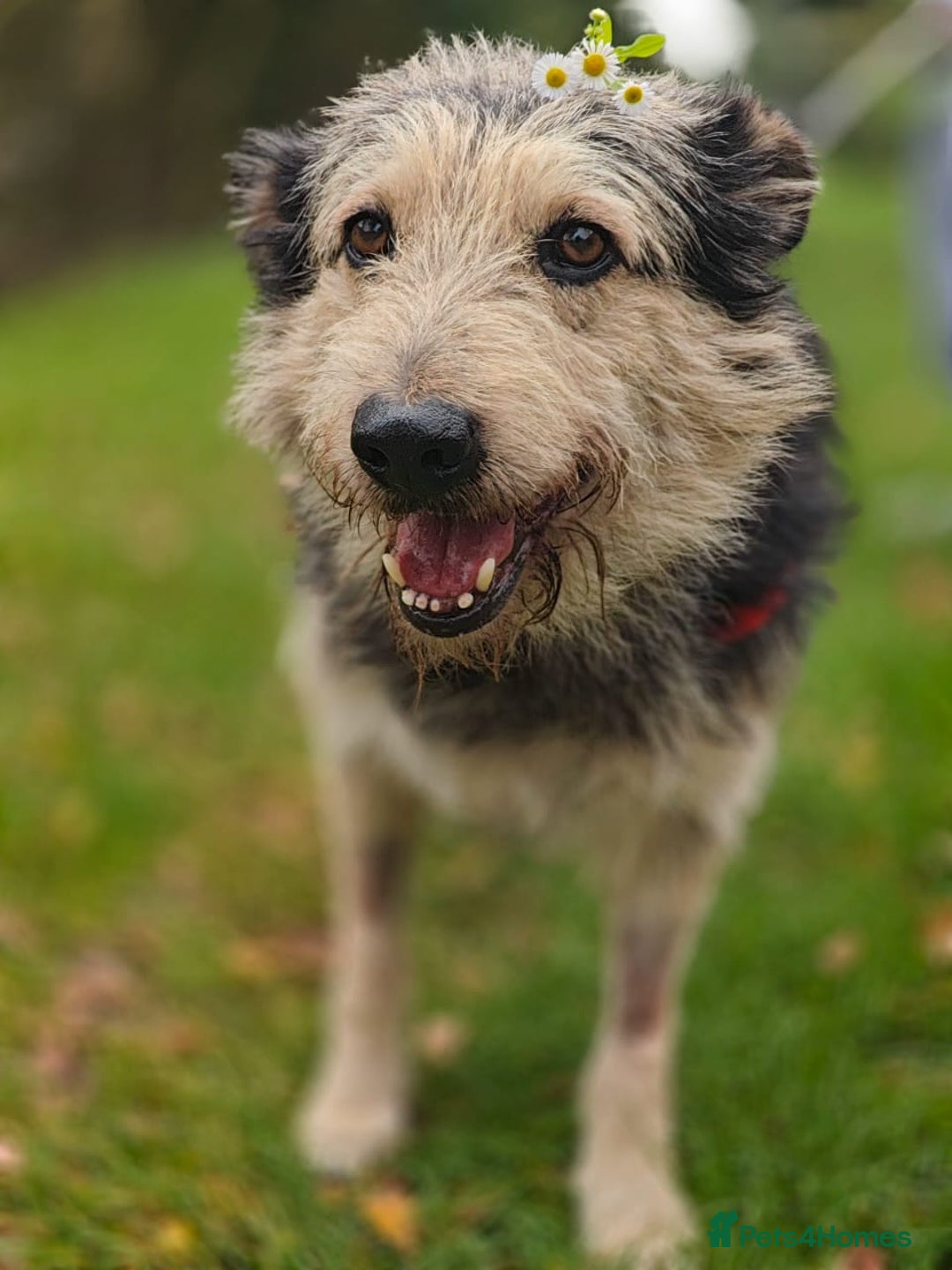 Mixed Breed dogs for adoption: 💙🐶 THEO 🐶💙 - Image 13