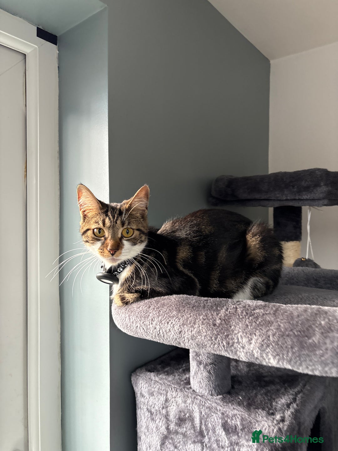 Mixed Breed cats for sale: Sadly having to rehome - Image 3