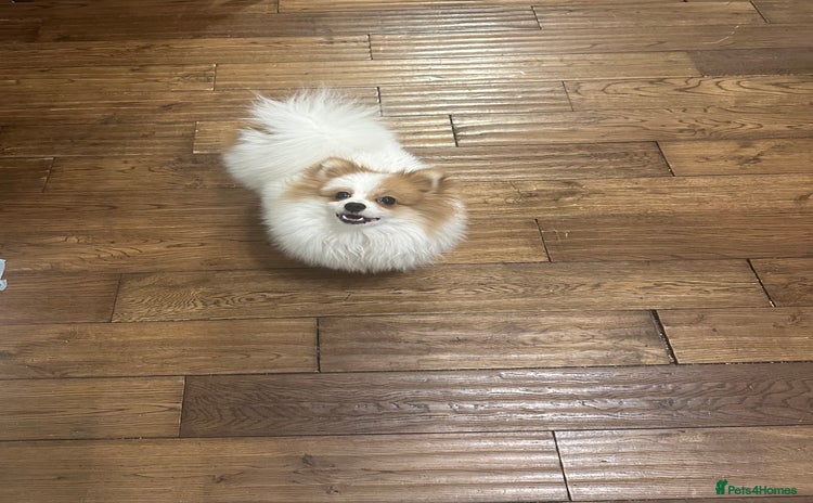 Pomeranian dogs Pomeranian Male Stud – “Oreo - Advert 1