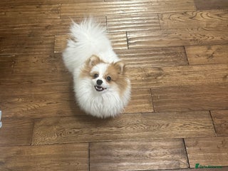 Pomeranian dogs Pomeranian Male Stud – “Oreo - Advert 1