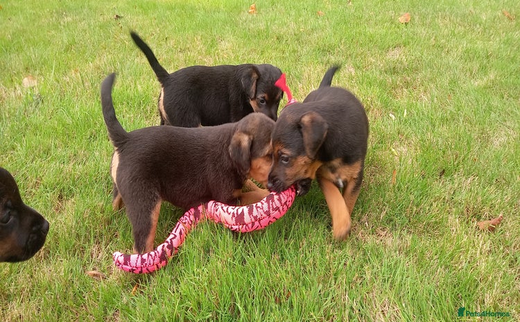 Mixed Breed dogs - Advert 1