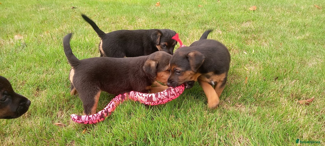 Mixed Breed dogs for sale: Border X Lakeland Terrier Puppies - Image 1