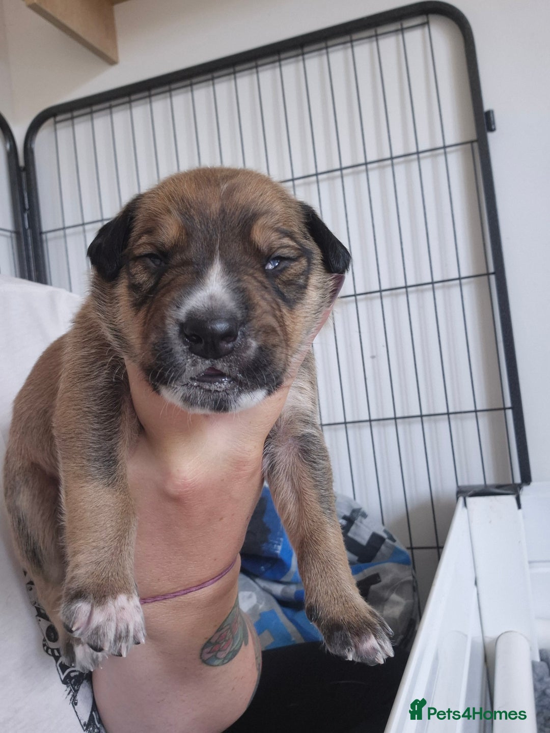 Mixed Breed dogs for sale: Lurcher x staff  in Sturminster Newton - Image 27