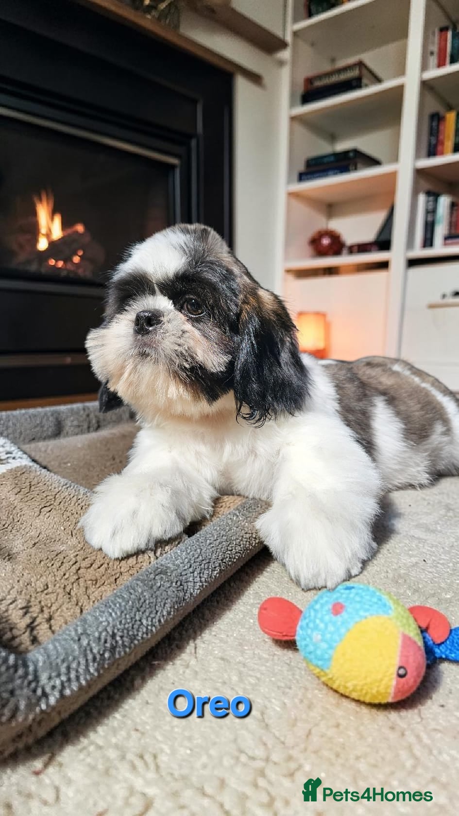 Shih Tzu dogs  💞 QUALITY STANDARD SHIH TZU 💕 - Advert 4