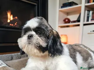 Shih Tzu dogs 💞 QUALITY STANDARD SHIH TZU 💕 - Advert 4