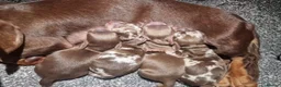 Miniature Dachshund dogs for sale: Miniture dachshund puppies  - Advert 4