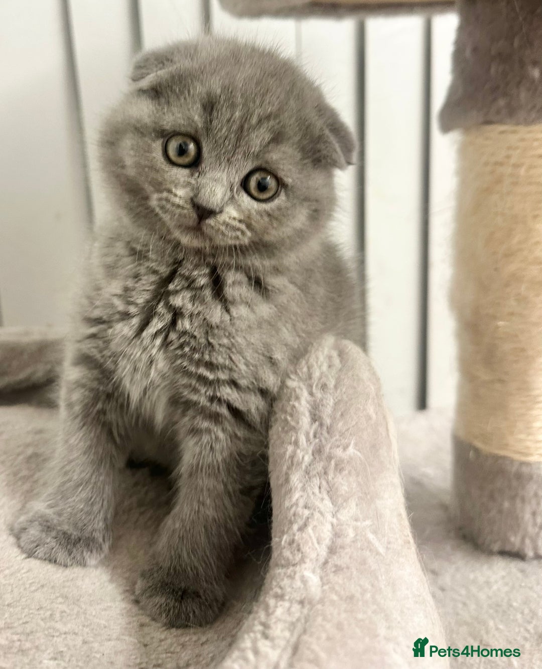 Scottish Fold cats for sale: ✨💜 Scottish Fold Girls For Sale 💜✨ - Advert 1
