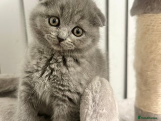 Scottish Fold cats ✨💜 Scottish Fold Girls For Sale 💜✨ - Advert 1