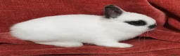 Netherland Dwarf rabbits for sale: Tiny Netherland Dwarf - LAST ONE + Hay/Food/Treats - Advert 1